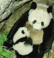  Giant Panda with baby