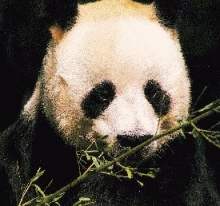  Giant Panda eating bamboo